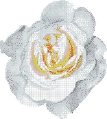 ROSA BIANCA