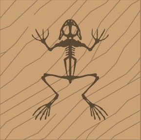 Frog Laser Naturale (Q)