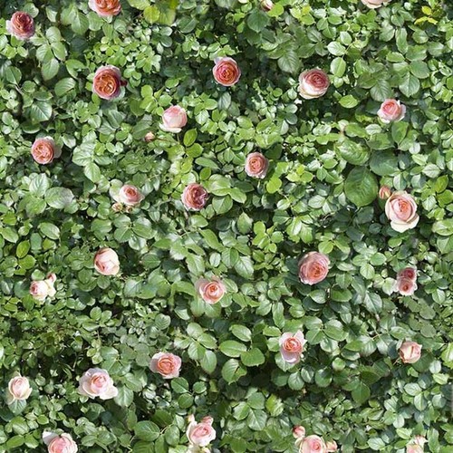 CORAL ROSE