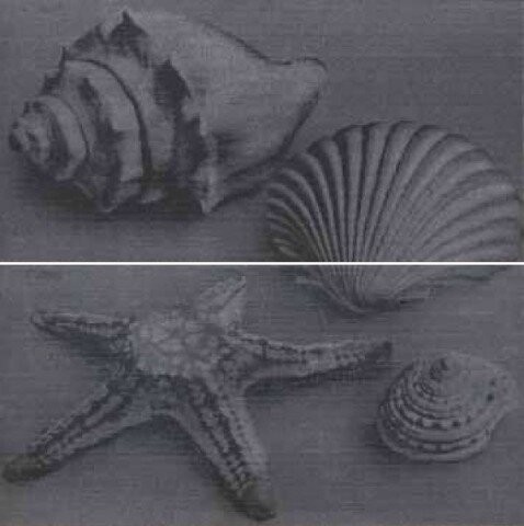 DECORO SEA LIFE BLACK COMP. 2 PZ A+B 29.9X60